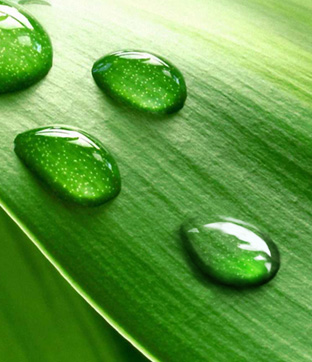 PS制作绿色树叶上的透明小水珠图片