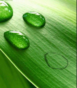 PS制作绿色树叶上的透明小水珠图片