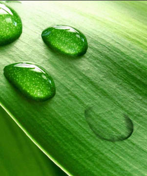 PS制作绿色树叶上的透明小水珠图片