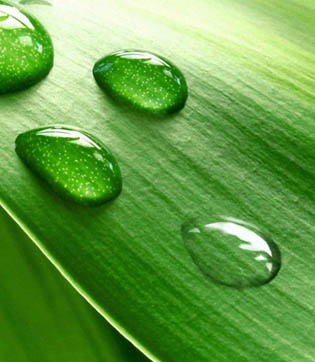 PS制作绿色树叶上的透明小水珠图片